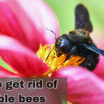 how to get rid of bumble bees