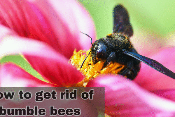 how to get rid of bumble bees
