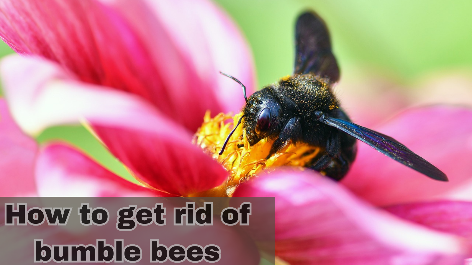 how to get rid of bumble bees