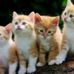 how old do cats have to be to get fixed