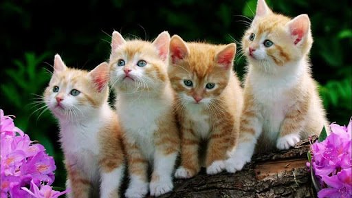 how old do cats have to be to get fixed