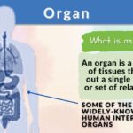 Organ Lent for a Rant